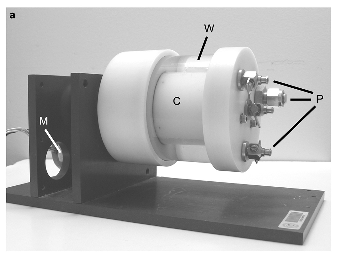 Effects of Simulated Microgravity on the Development of the Swimbladder and Buoyancy Control in Larval Zebrafish (Danio rerio)