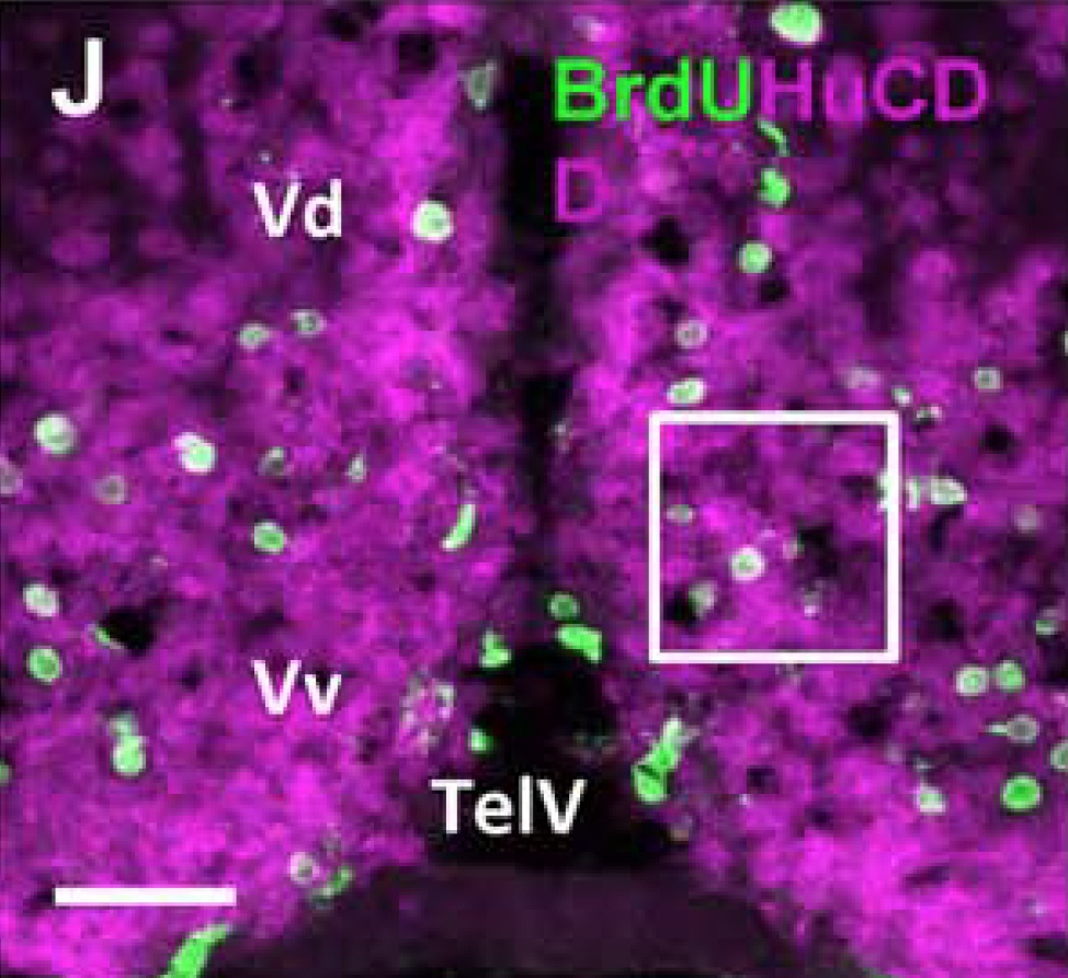 Changes in the Social Environment Induce Neurogenic Plasticity Predominantly in Niches Residing in Sensory Structures of the Zebrafish Brain Independently of Cortisol Levels