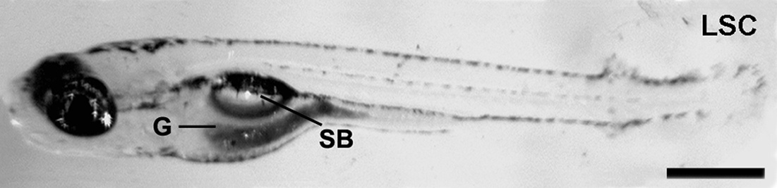 From Inflation to Flotation: Contribution of the Swimbladder to Whole-Body Density and Swimming Depth During Development of the Zebrafish (Danio rerio)