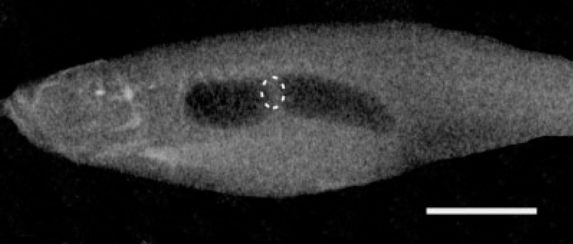 The Contribution of the Swimbladder to Buoyancy in the Adult Zebrafish (Danio rerio): A Morphometric Analysis