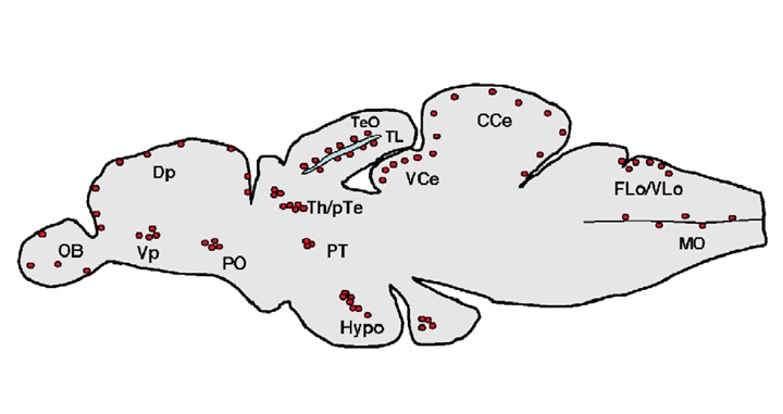 A comparative framework for understanding the biological principles of adult neurogenesis