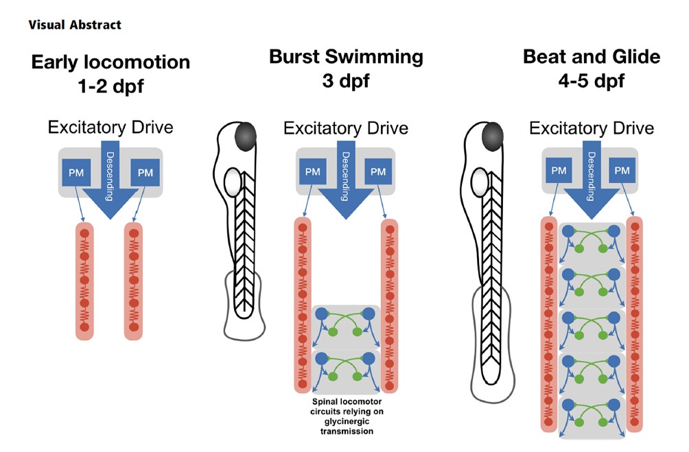 Spatiotemporal Transition in the Role of Synaptic Inhibition to the Tail Beat Rhythm of Developing Larval Zebrafish