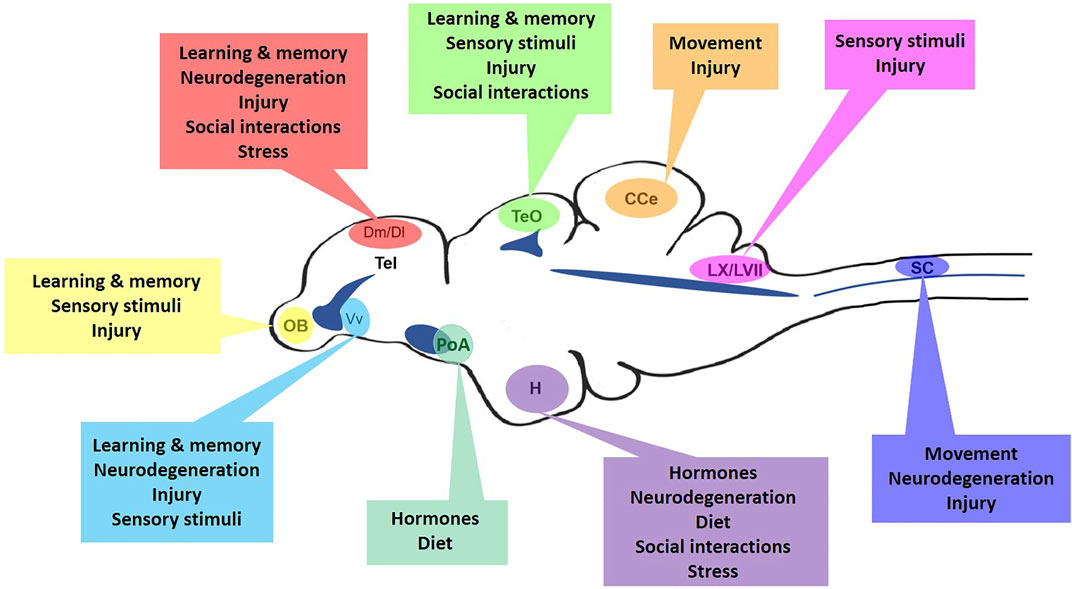 Uncovering the spectrum of adult zebrafish neural stem cell cycle regulators